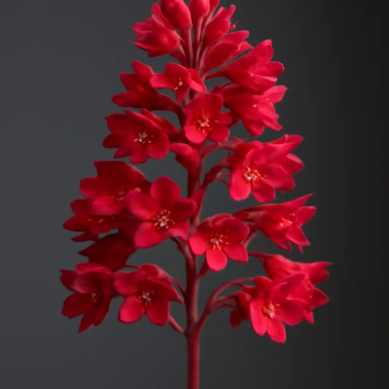 Purpurglöckchen – rot – Bild 1