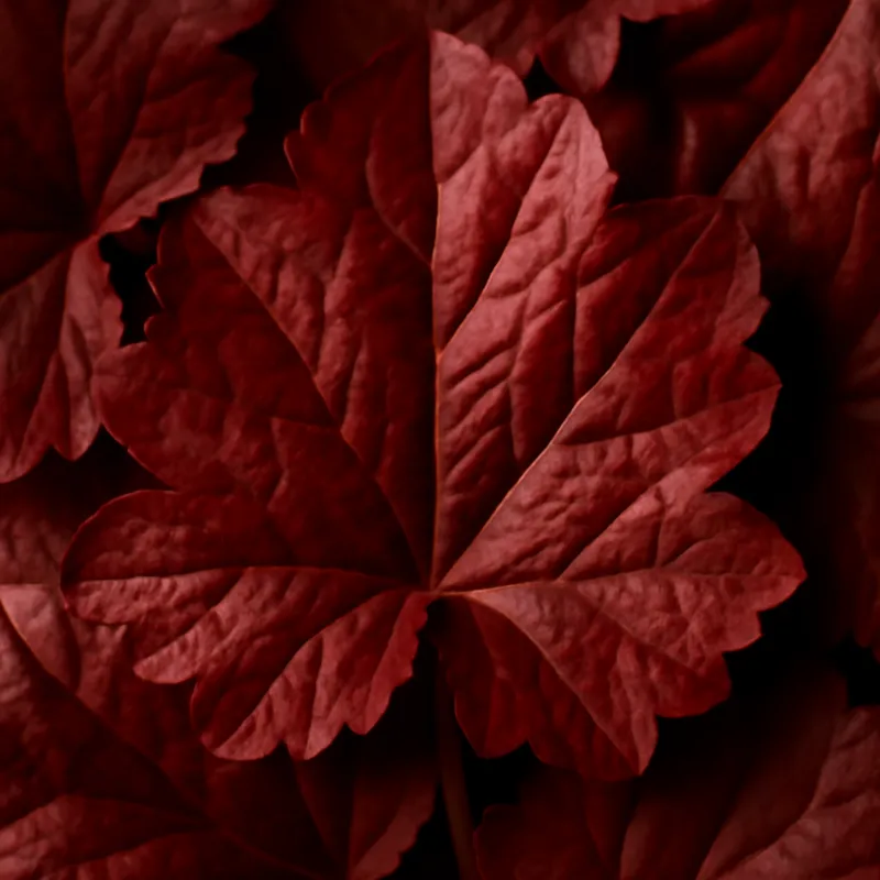 Purpurglöckchen – rot – Bild 2