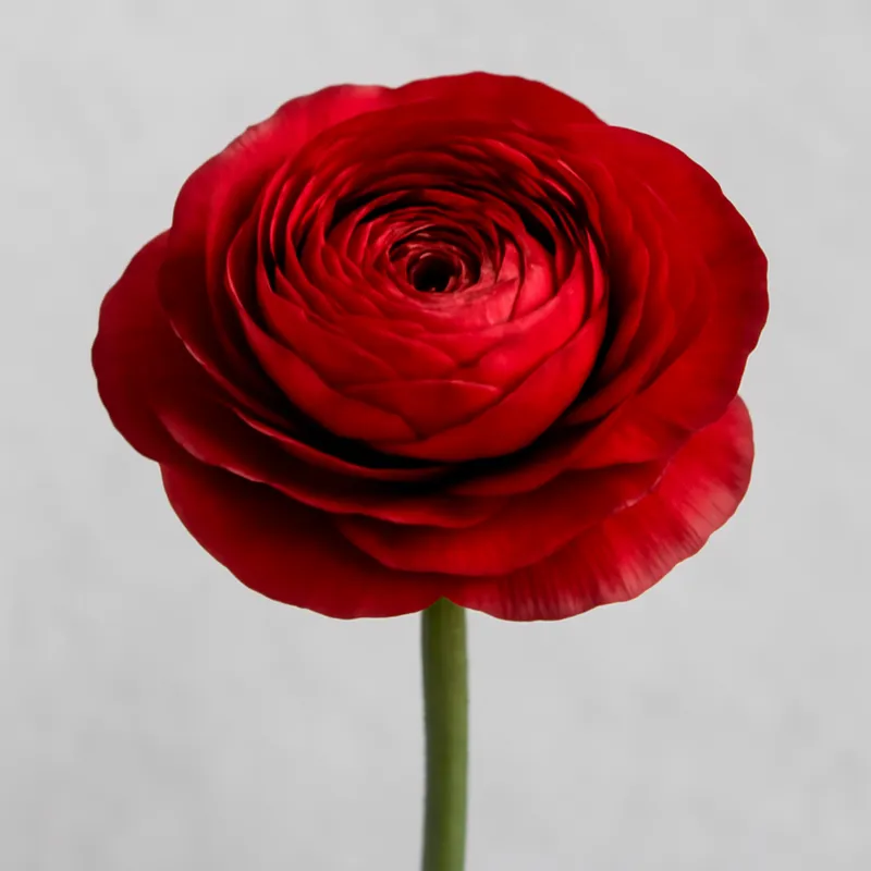 Ranunkel – rot – Bild 1