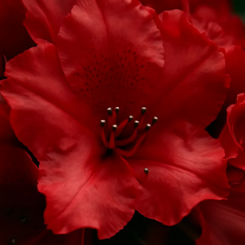 Rhododendron – rot – Bild 2