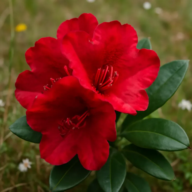 Rhododendron – rot – Bild 4