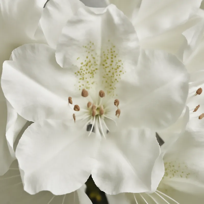 Rhododendron – weiss – Bild 2