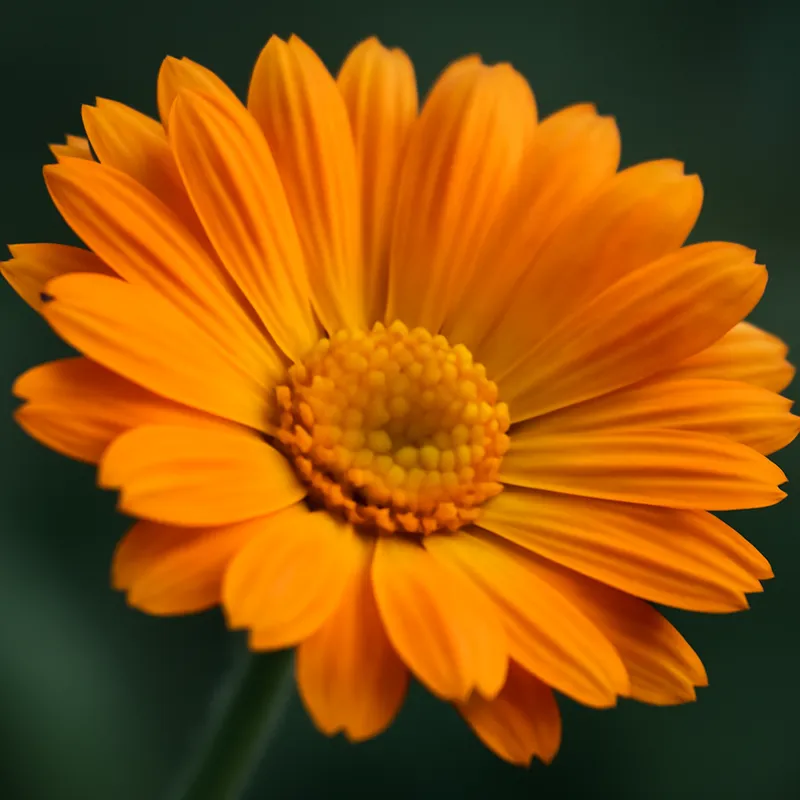 Ringelblume – klassisch – Bild 2