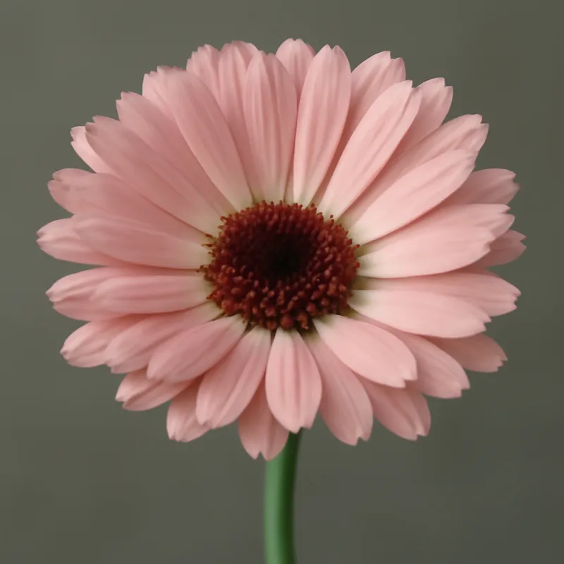 Ringelblume – rosa – Bild 1