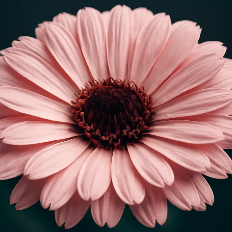 Ringelblume – rosa – Bild 2