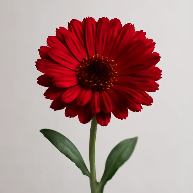 Ringelblume – rot – Bild 1