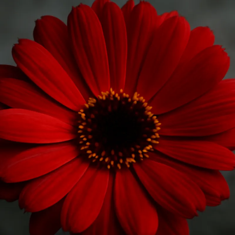 Ringelblume – rot – Bild 2