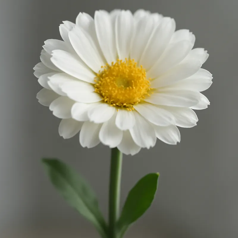 Ringelblume – weiss – Bild 1