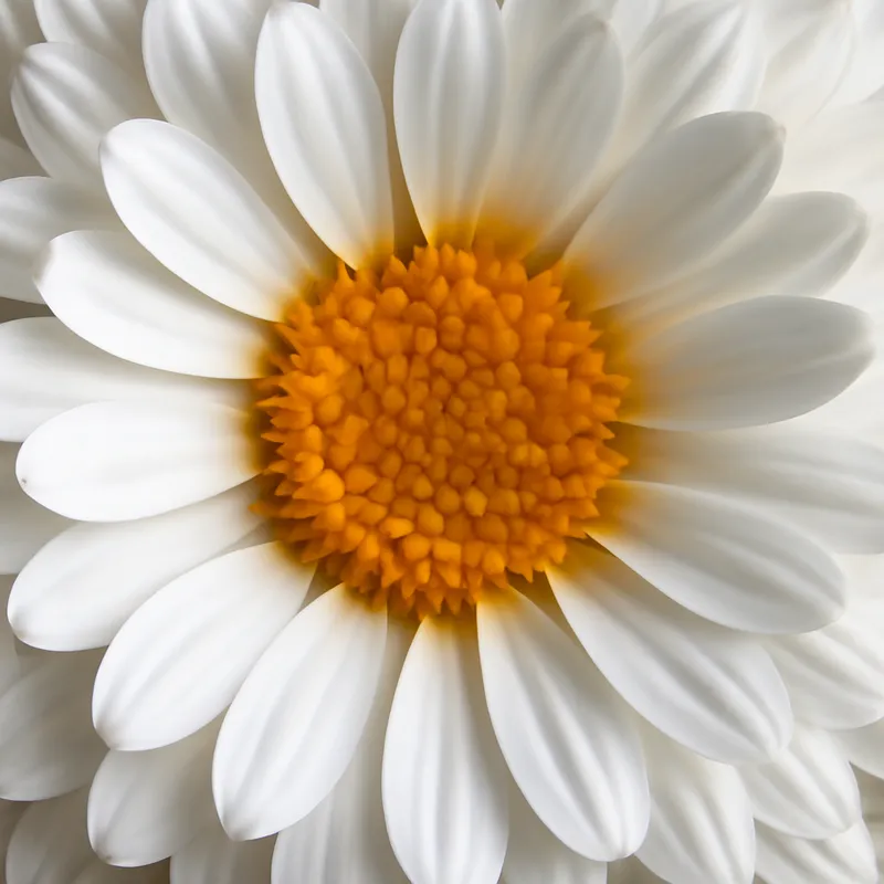 Ringelblume – weiss – Bild 2