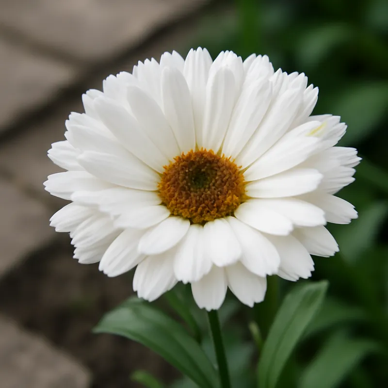 Ringelblume – weiss – Bild 4