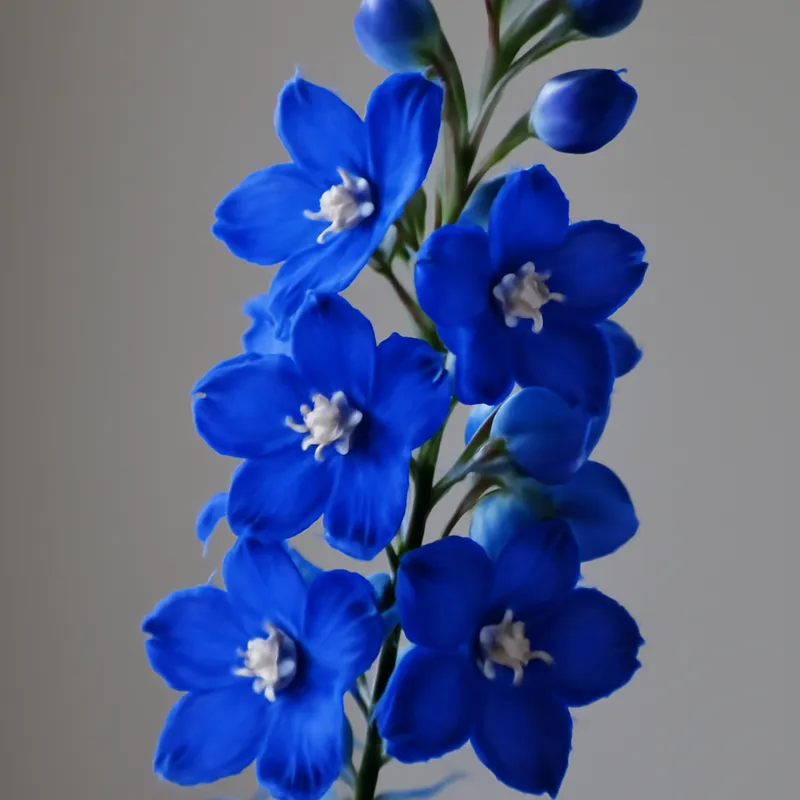 Rittersporn – klassisch – Bild 1