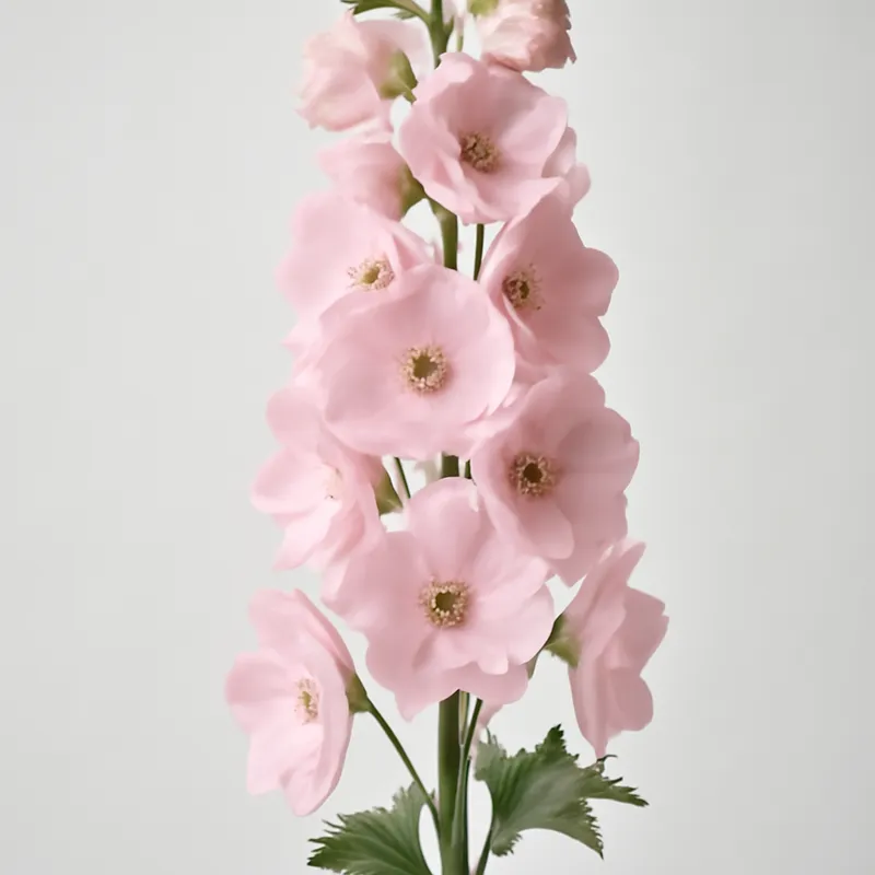 Rittersporn – rosa – Bild 1