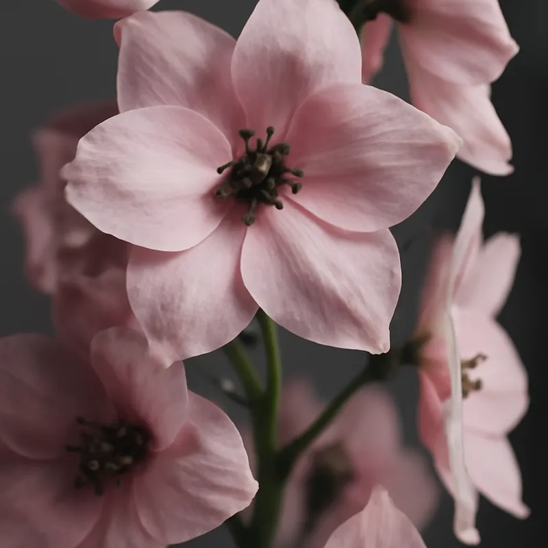 Rittersporn – rosa – Bild 2