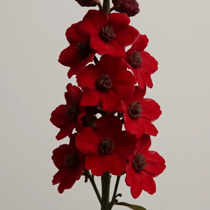 Rittersporn – rot – Bild 1