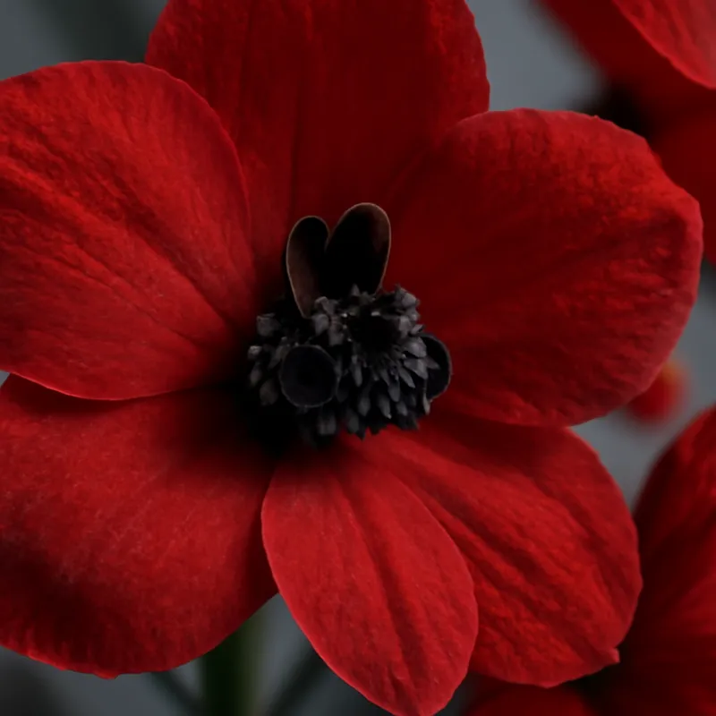 Rittersporn – rot – Bild 2