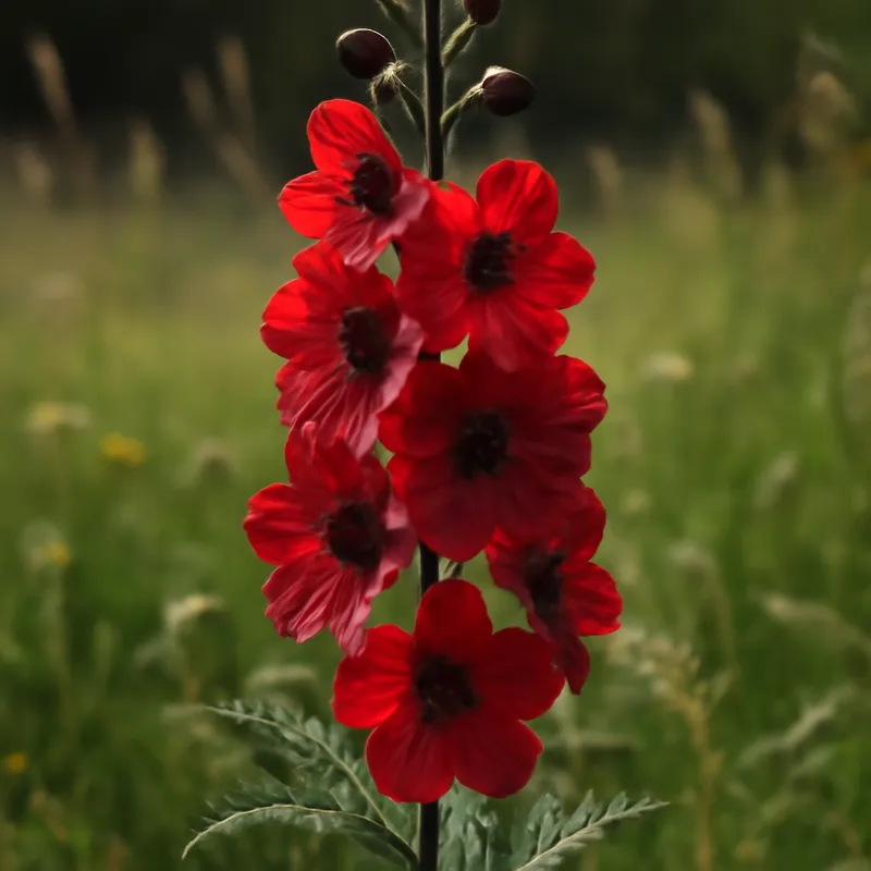 Rittersporn – rot – Bild 4