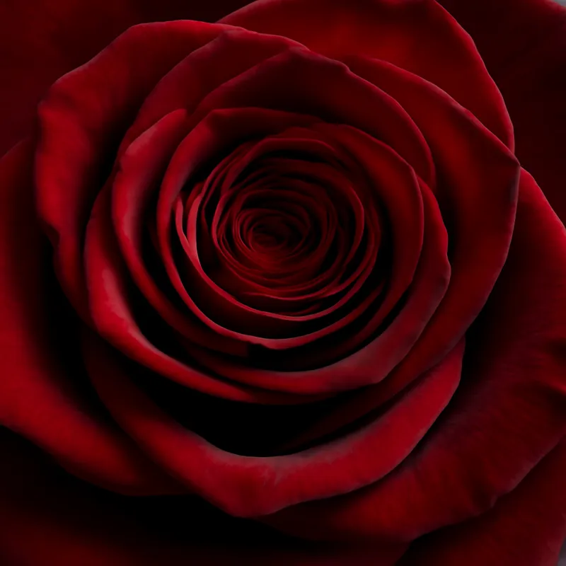 Rose – rot – Bild 2
