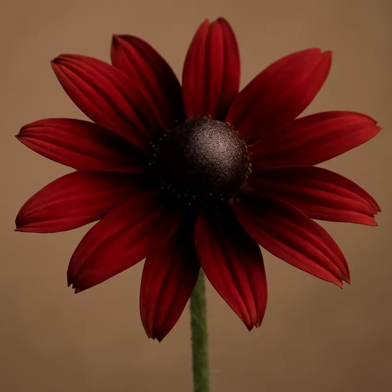 Rudbeckia – rot – Bild 1