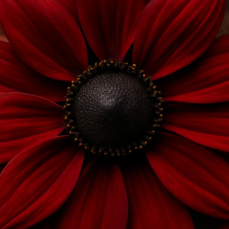 Rudbeckia – rot – Bild 2