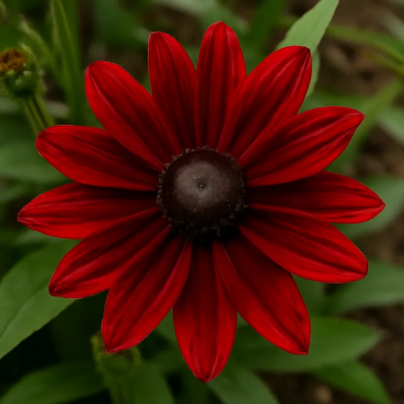 Rudbeckia – rot – Bild 4