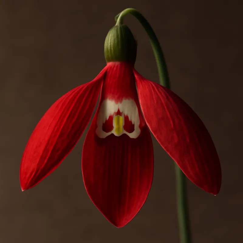 Schneeglöckchen – rot – Bild 2