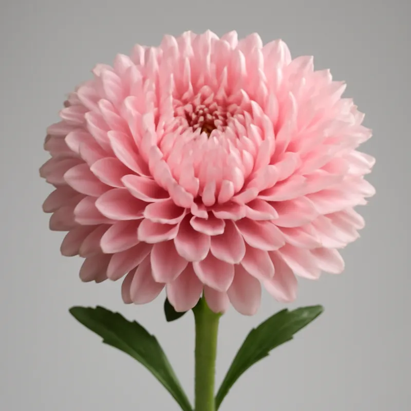 Sommeraster – rosa – Bild 1