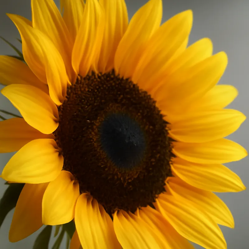 Sonnenblume – klassisch – Bild 2