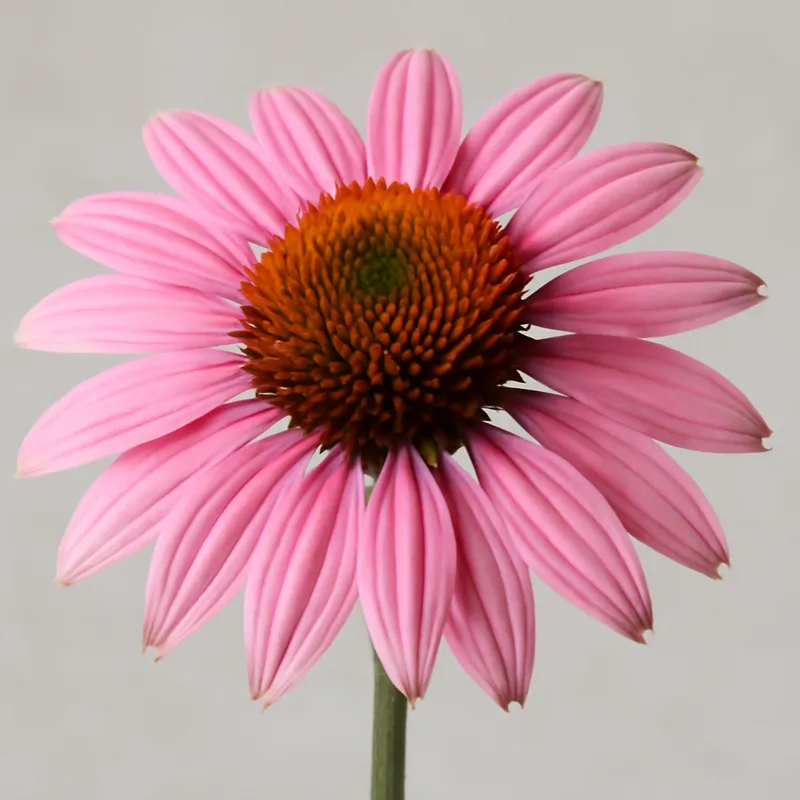 Sonnenhut – rosa – Bild 1