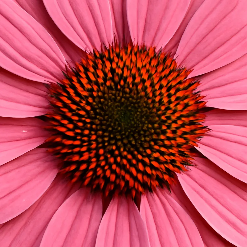 Sonnenhut – rosa – Bild 2