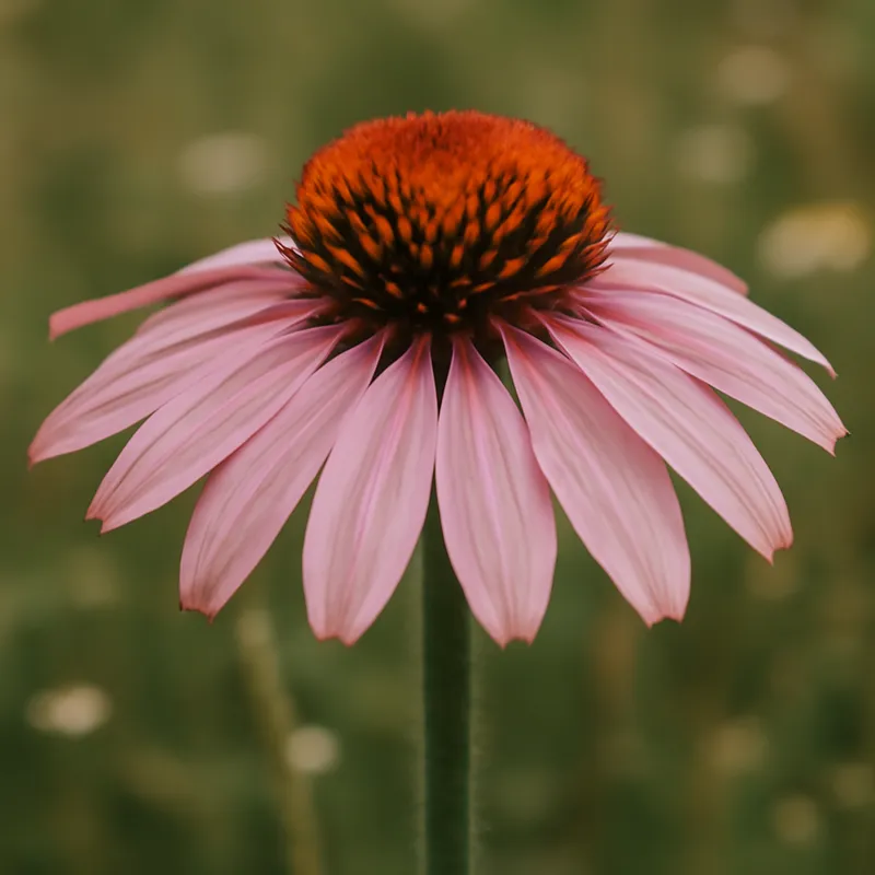 Sonnenhut – rosa – Bild 4