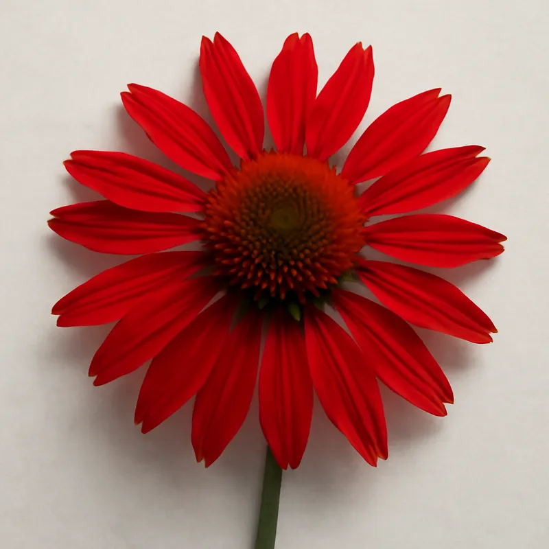 Sonnenhut – rot – Bild 1