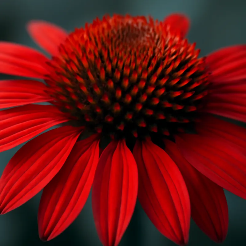 Sonnenhut – rot – Bild 2