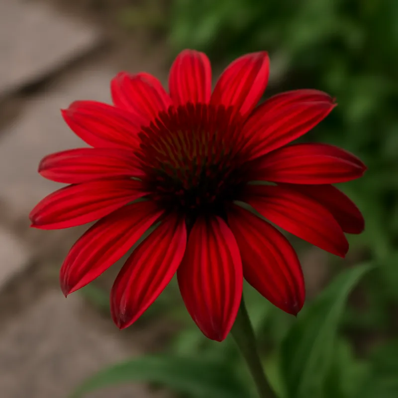 Sonnenhut – rot – Bild 4