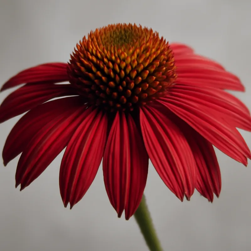 Sonnenhut – weiss – Bild 1