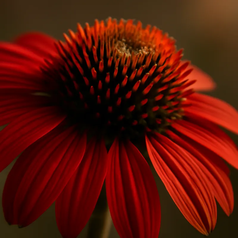 Sonnenhut – weiss – Bild 2