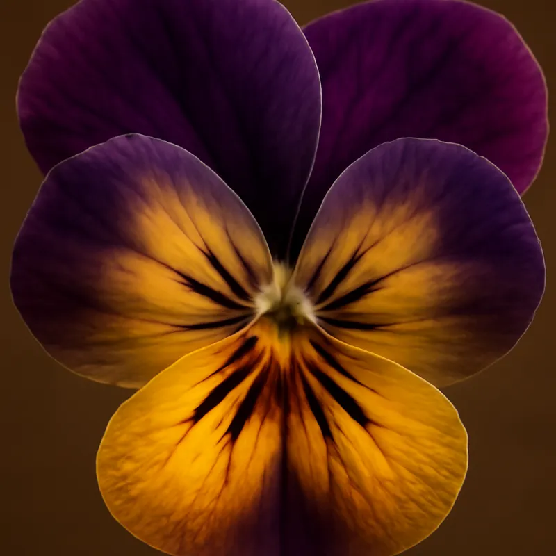 Stiefmütterchen – klassisch – Bild 2