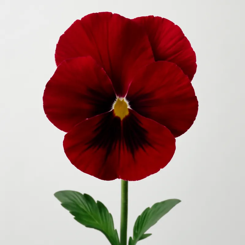 Stiefmütterchen – rot – Bild 1