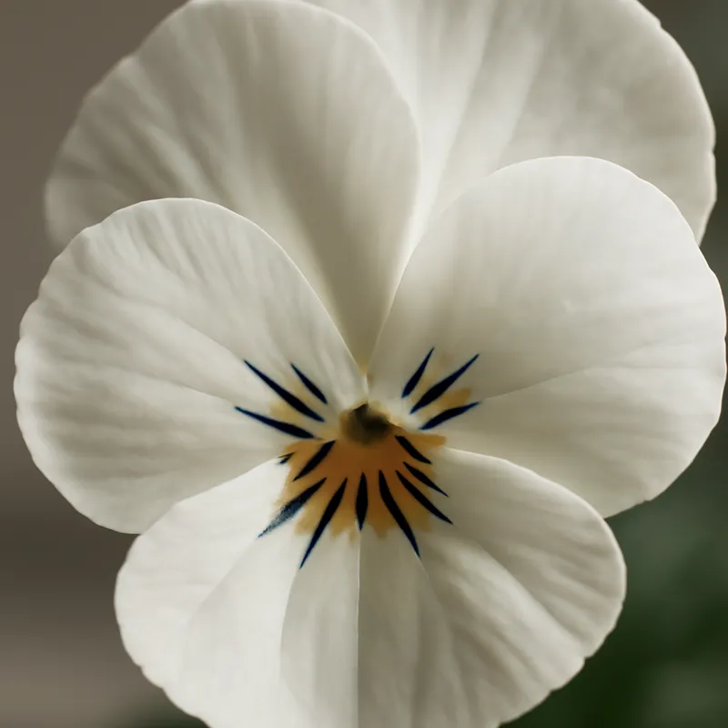 Stiefmütterchen – weiss – Bild 2