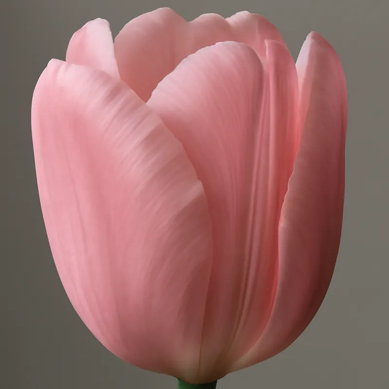 Tulpe – rosa – Bild 2