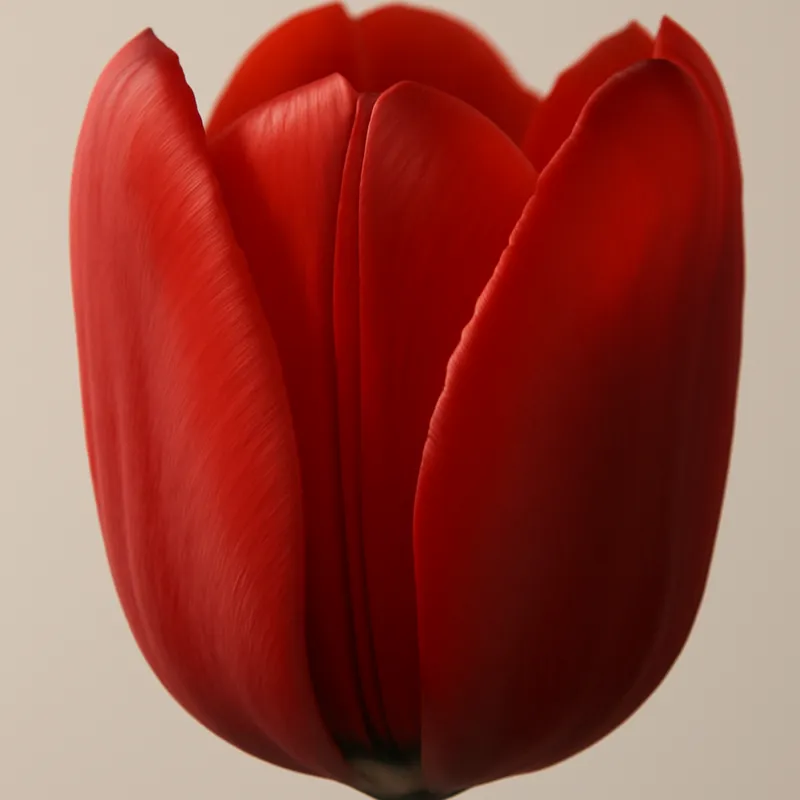 Tulpe – rot – Bild 2