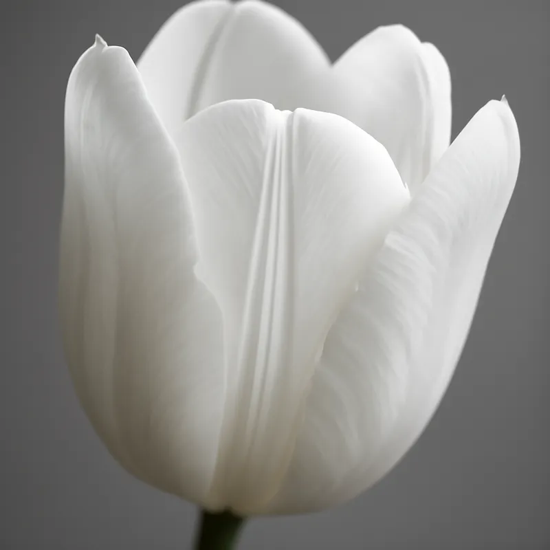 Tulpe – weiss – Bild 2