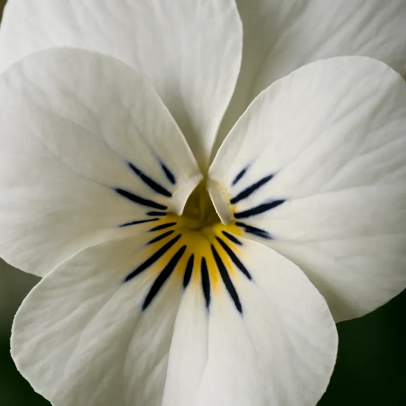 Veilchen – weiss – Bild 2