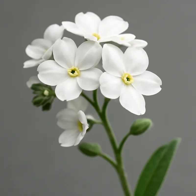 Vergissmeinnicht – weiss – Bild 1