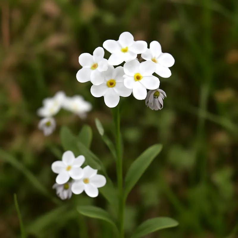 Vergissmeinnicht – weiss – Bild 4