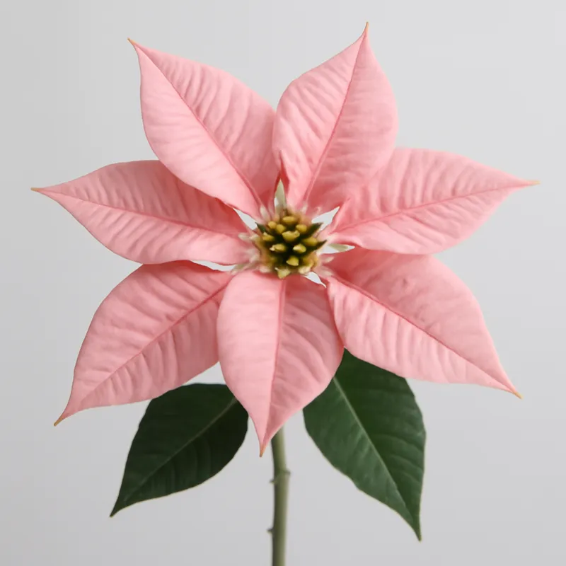 Weihnachtsstern – rosa – Bild 1