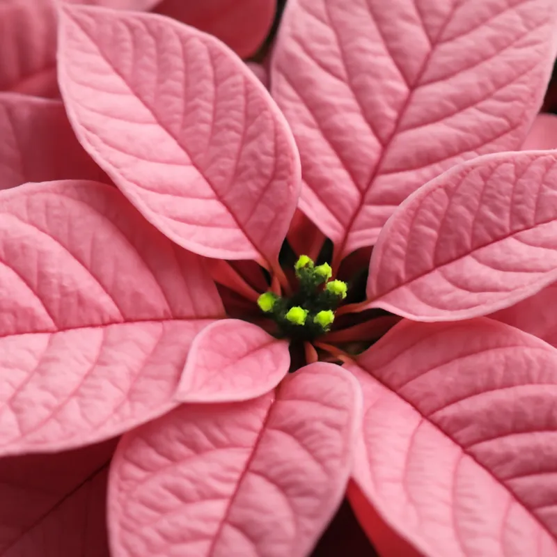 Weihnachtsstern – rosa – Bild 2
