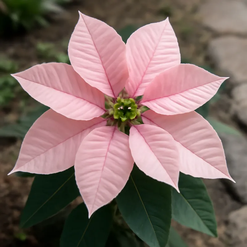 Weihnachtsstern – rosa – Bild 4