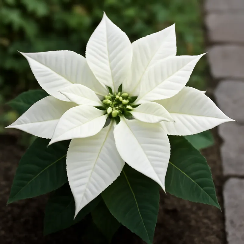 Weihnachtsstern – weiss – Bild 4