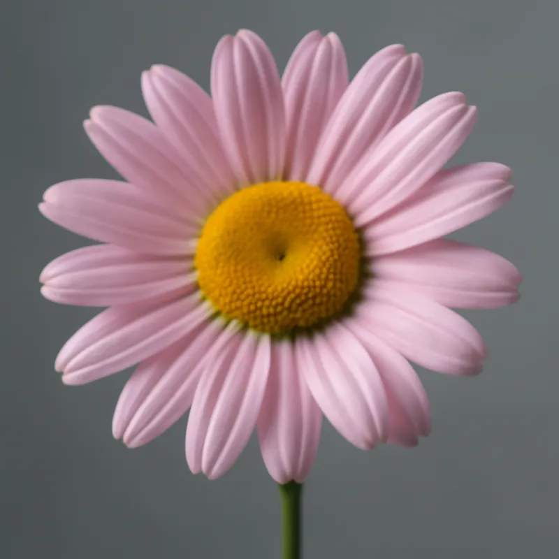 Wiesenmargerite – rosa – Bild 1