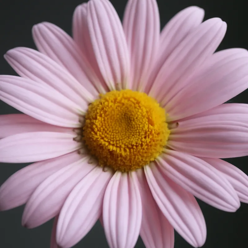 Wiesenmargerite – rosa – Bild 2